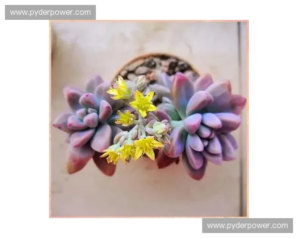 风暴英雄多肉：如何巧妙搭配多肉植物打造独特游戏氛围